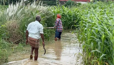 दहशत  यूपी के एह जिला में भेडिया से नाहीं  मगरमच्छ से मचल दहशत