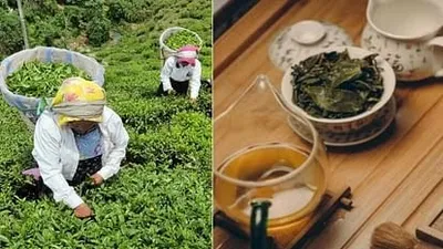 tea production  खराब मौसम के चलते चाय के उत्पादन घटल  बढ़ सकऽता कीमत