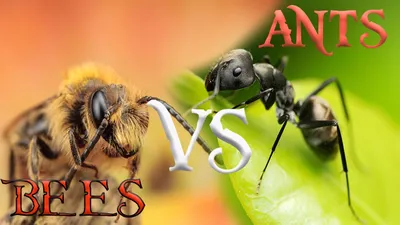 रानी चींटी आ रानी मधुमक्खी के कइसे चुनल जाली  ई भूमिका कइसे तय होला  ओह लोग के समाज कइसन बा 