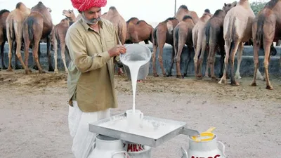 कईगो बेमारियन में 300 रुपिया लीटर ले खरीद के पियल जाला चीनी से जादा मीठ इs दूध