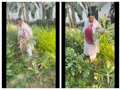 राबड़ी देवी अचानक खेत में उतरली  तेजस्वी  माँ  लिख के वीडियो शेयर कइले   लोग खूब तारीफ कर रहलऽ बाड़े